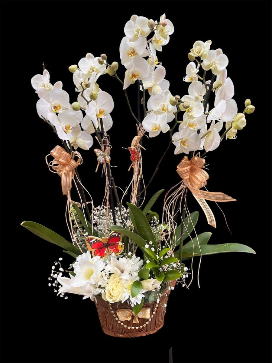 Gösterişli Orkide Aranjman