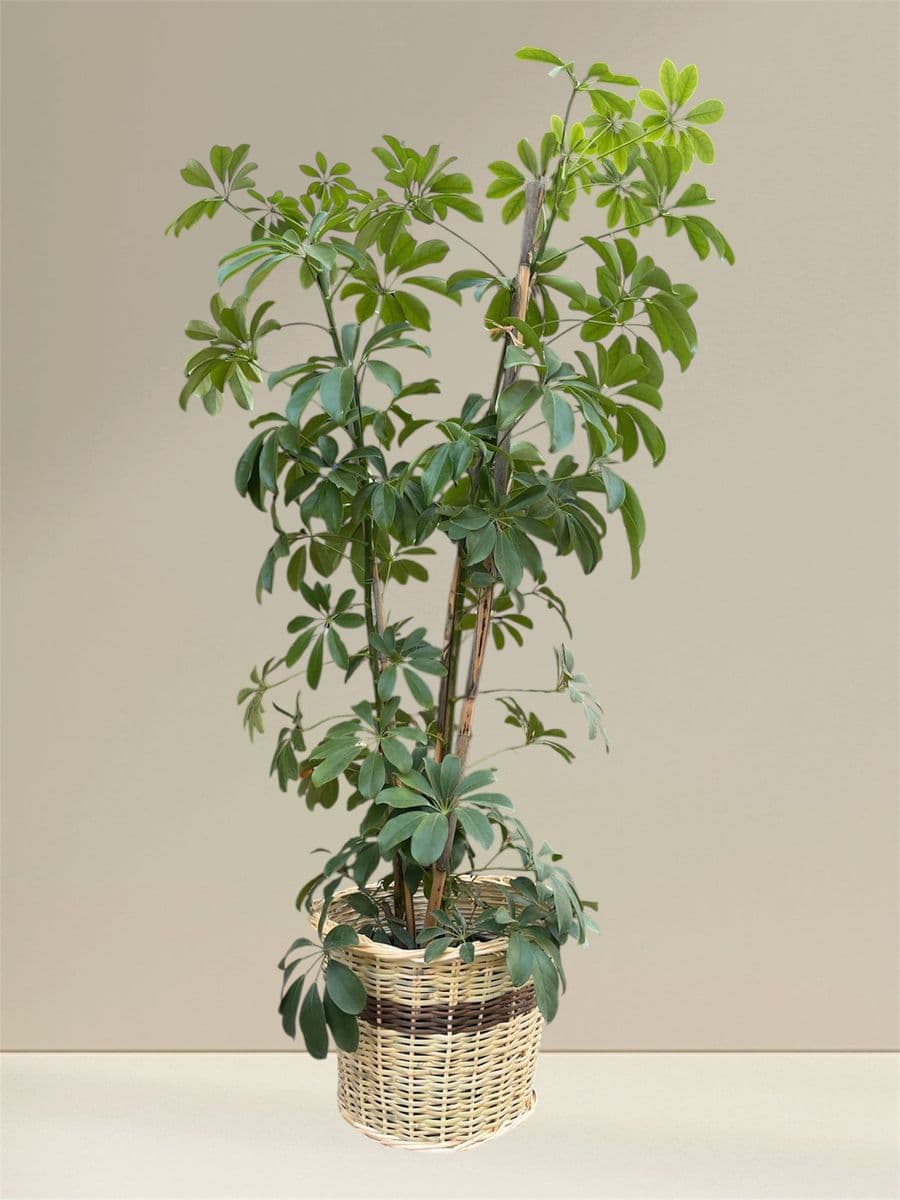 Hasır Sepette İkili Şeflera