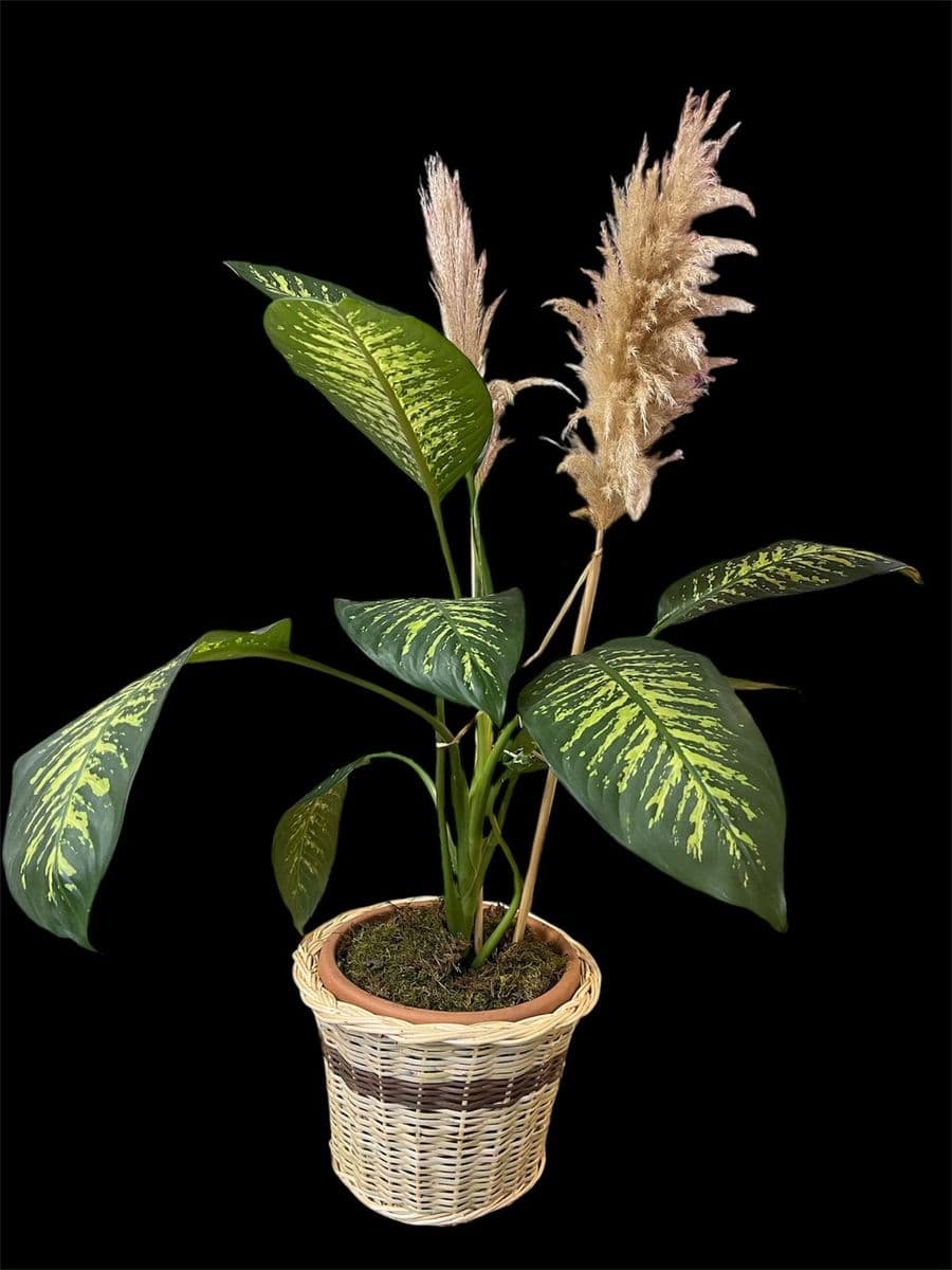 Hasırda Büyük Difenbahya