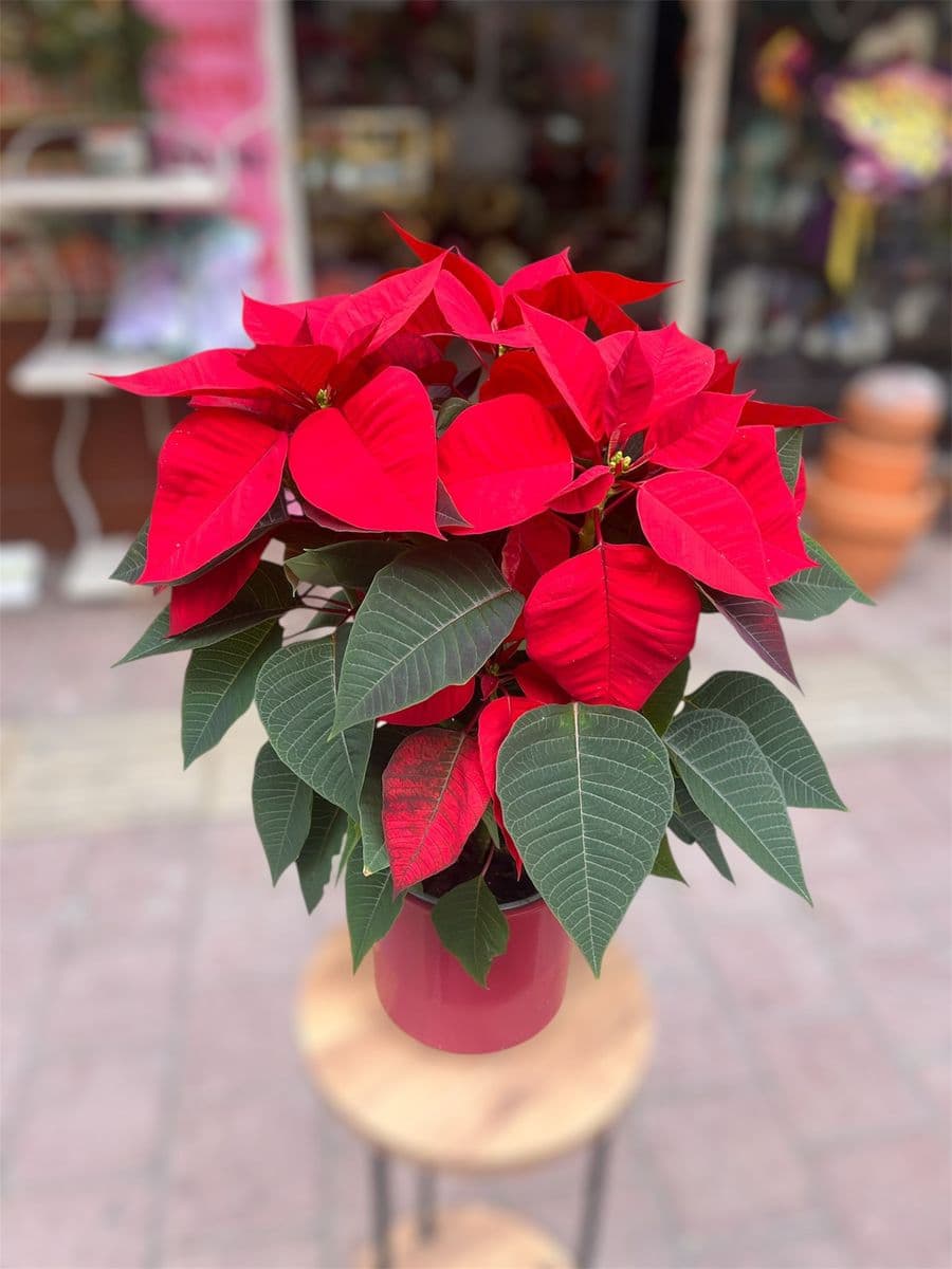 Büyük Seramik Saksıda Atatürk Çiçeği