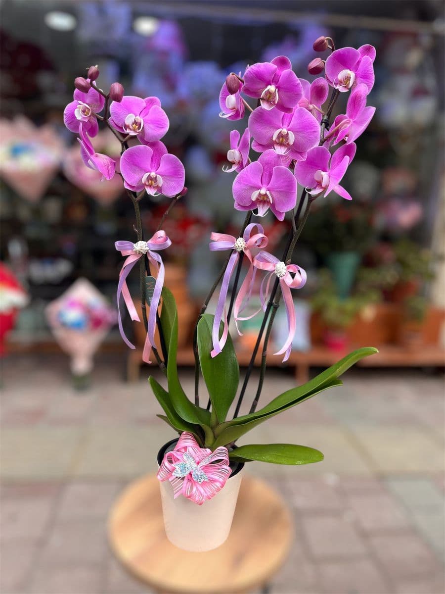 3 Dallı Pembe Orkide