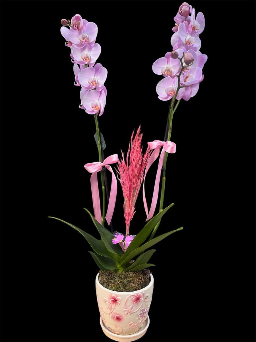 Taşlı Dekor Saksıda Lıke Orkide